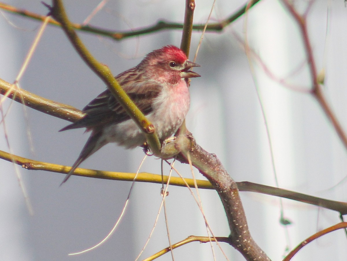 Cassin's Finch - ML232085301