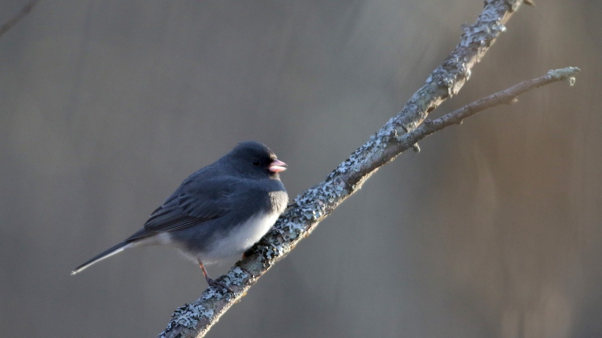 Junco Ojioscuro (hyemalis/carolinensis) - ML23208561