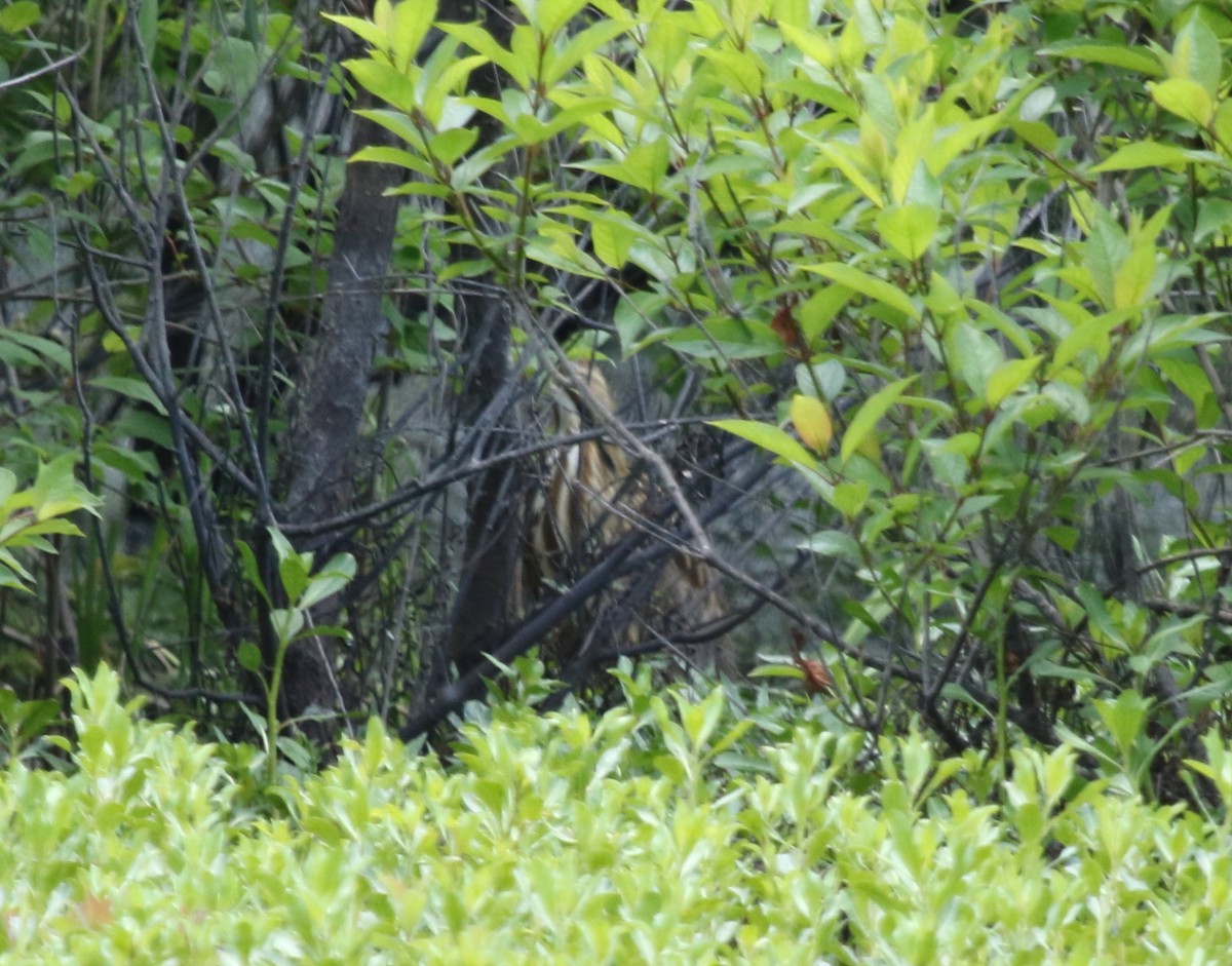 American Bittern - ML232086701