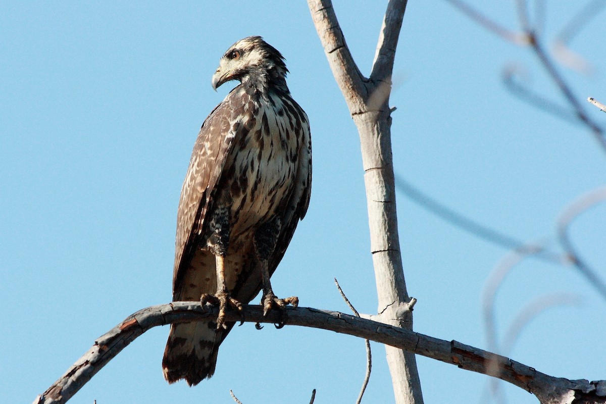 Common Black Hawk - ML232086831