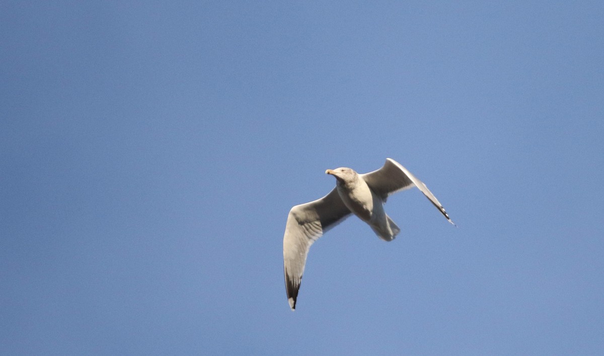 racek stříbřitý (ssp. smithsonianus) - ML23208691