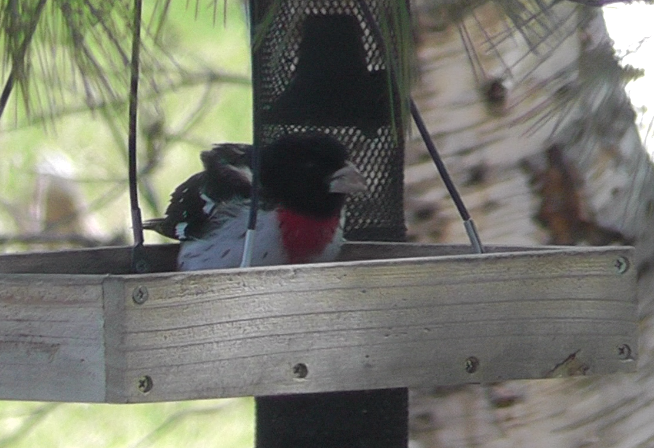 Rose-breasted Grosbeak - ML232087601