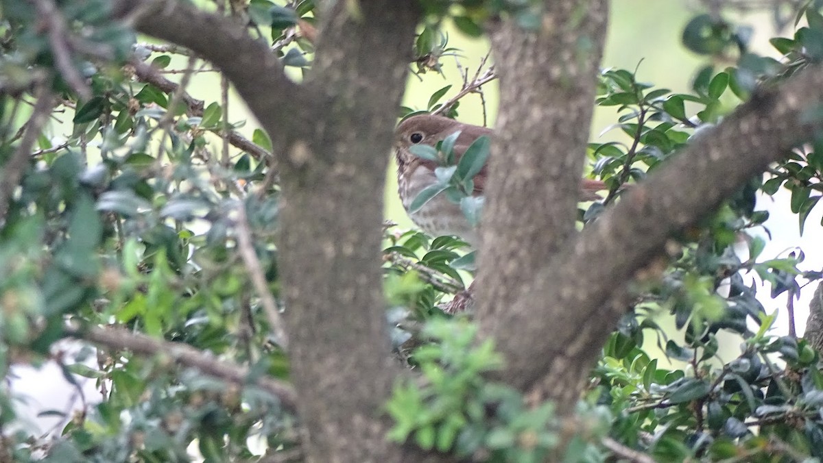 Hermit Thrush - ML232088371