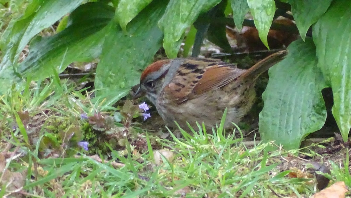 Swamp Sparrow - ML232088821