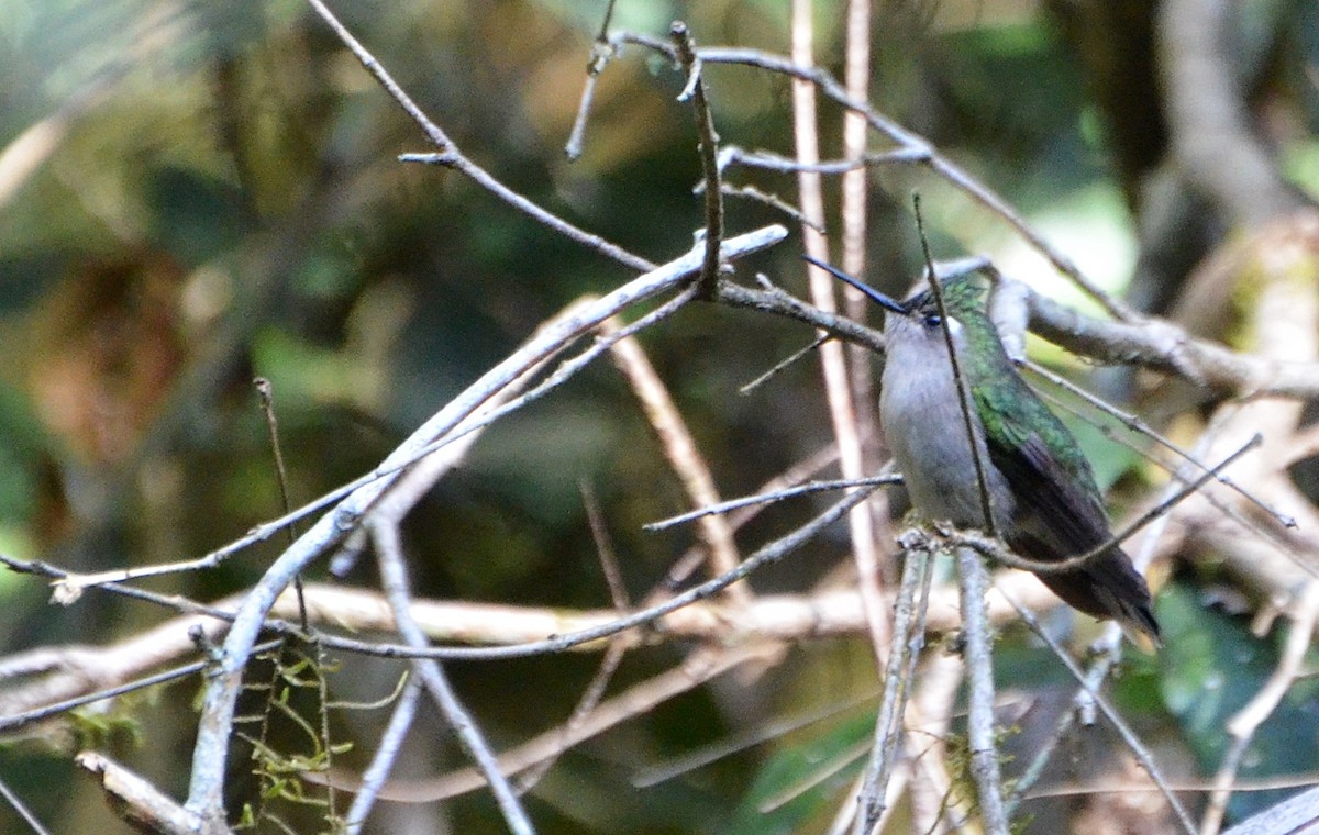 Purple-crowned Plovercrest - ML232089361