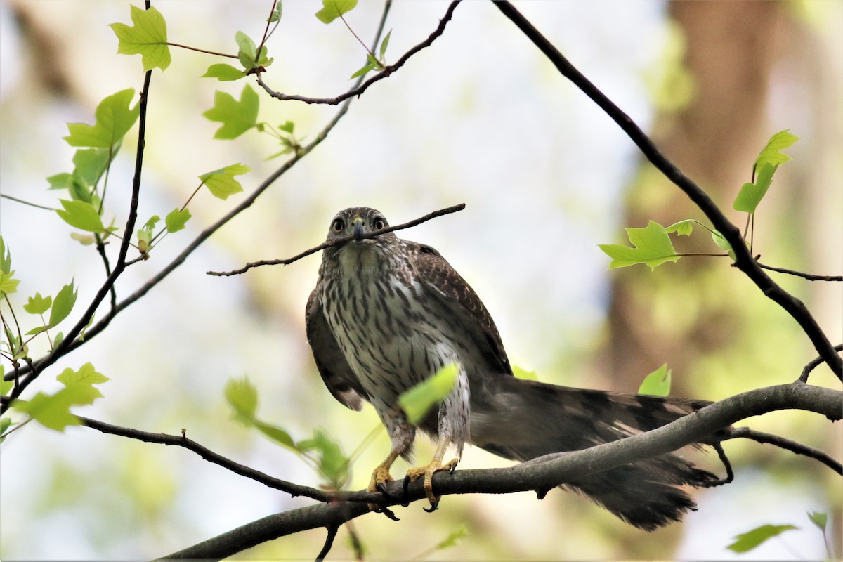 Cooper's Hawk - Brendan Fogarty