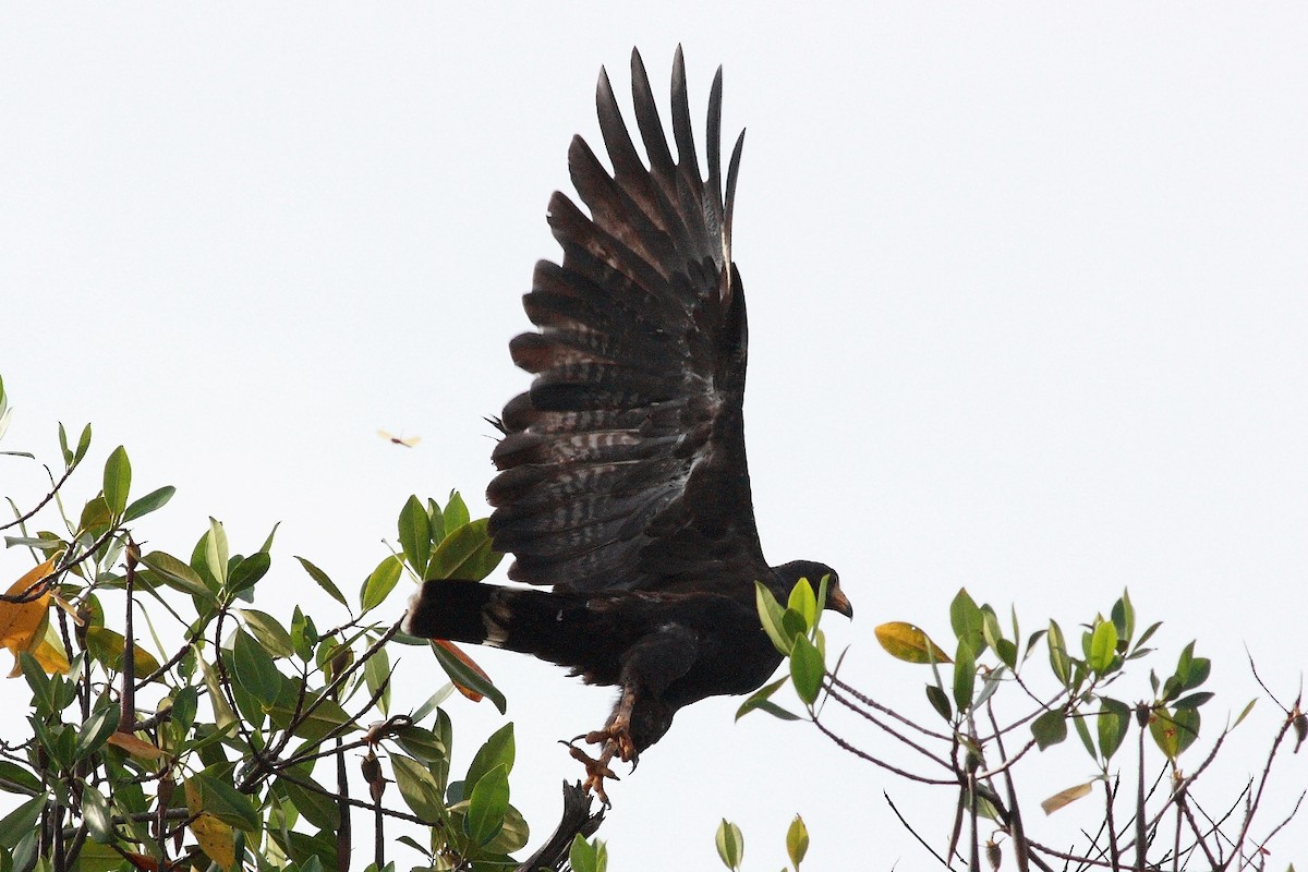 Common Black Hawk - ML232089781