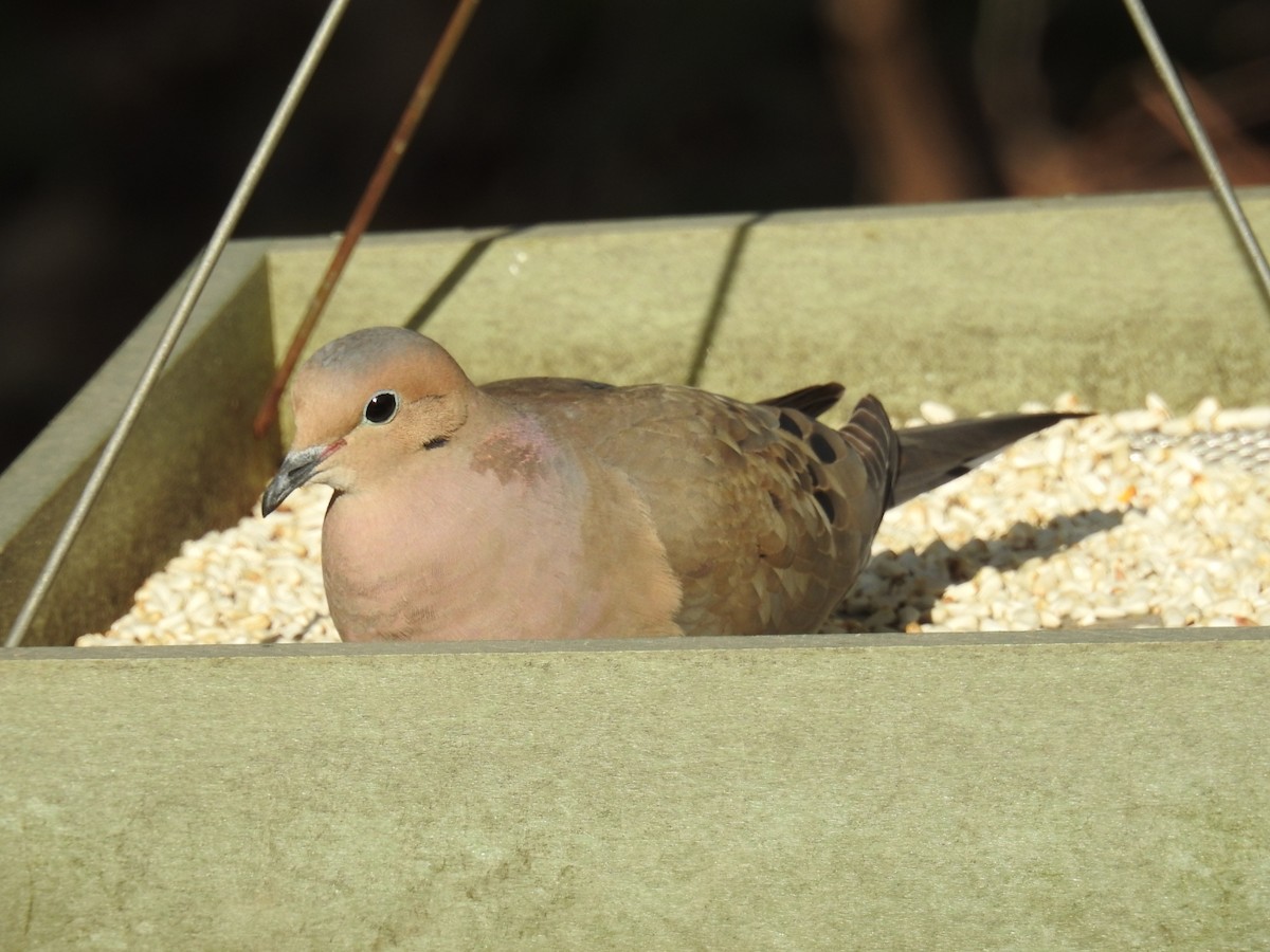 Mourning Dove - Mark Shaver