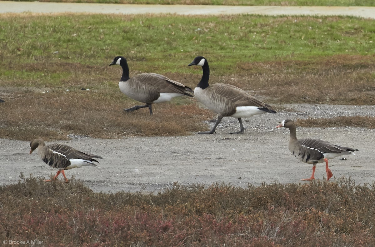 Greater White-fronted Goose - ML23209091