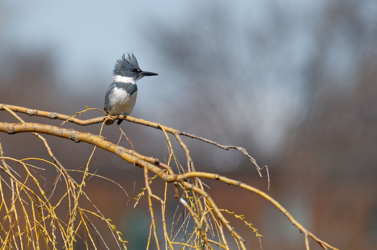 Belted Kingfisher - ML232091831