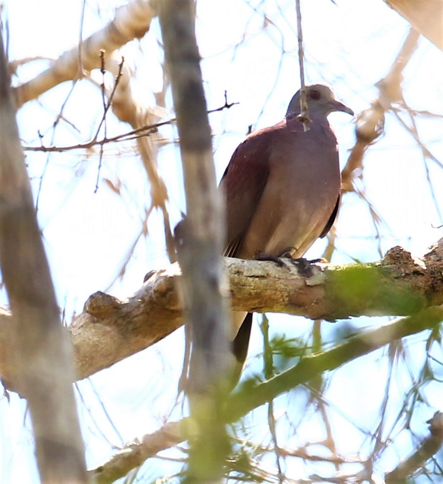 Pigeon de Madagascar - ML232092771