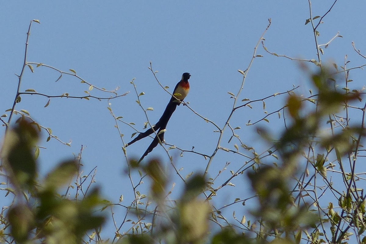 Eastern Paradise-Whydah - ML232093081