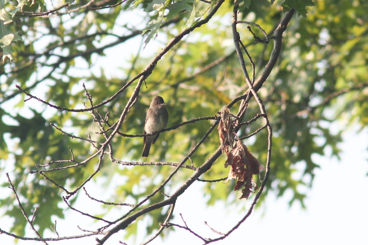 Western Wood-Pewee - ML232095541