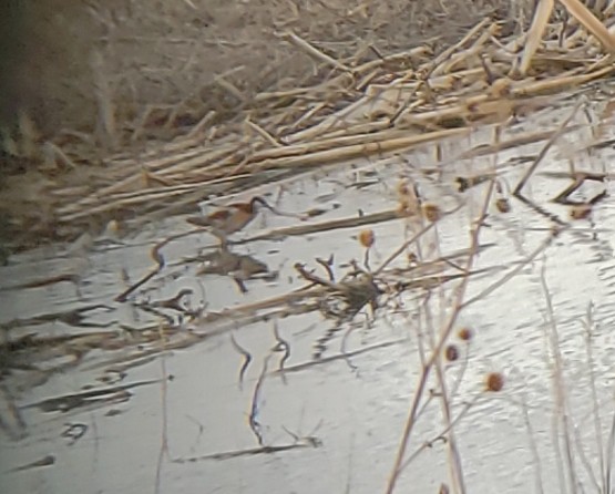 Wilson's Phalarope - ML232099771
