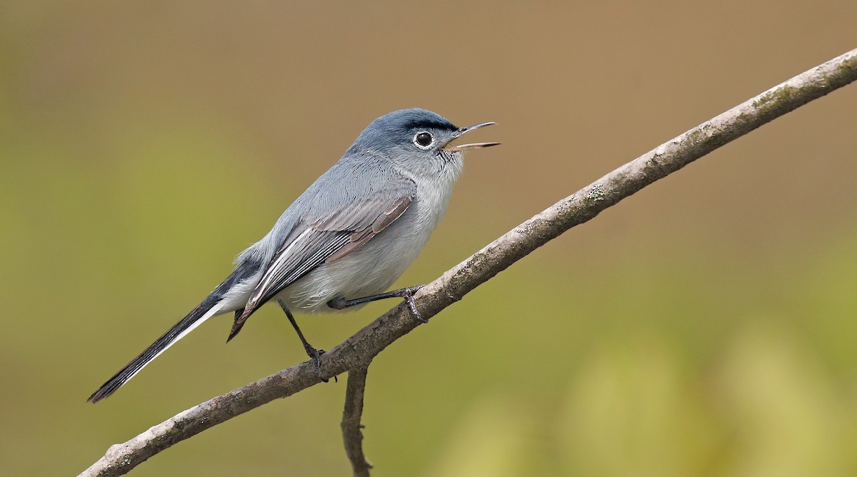 Blue-gray Gnatcatcher - ML232103411