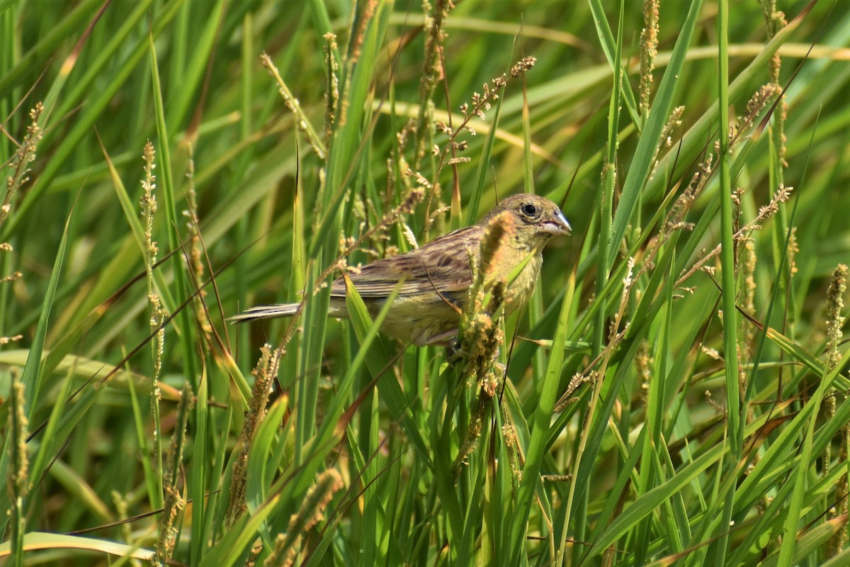 Grassland Yellow-Finch - ML232103821