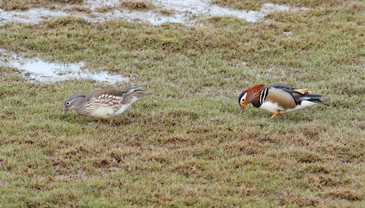 Mandarin Duck - ML232104211