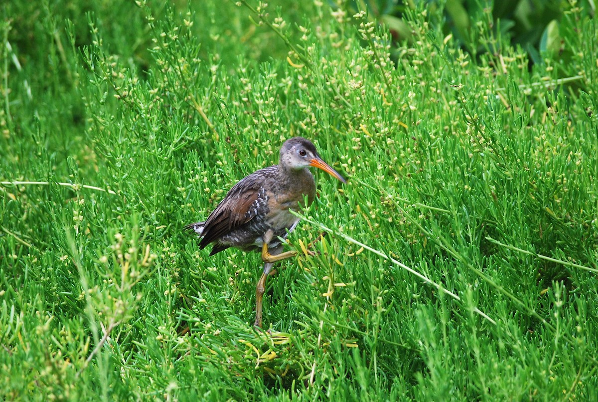 Clapper Rail - ML232106891