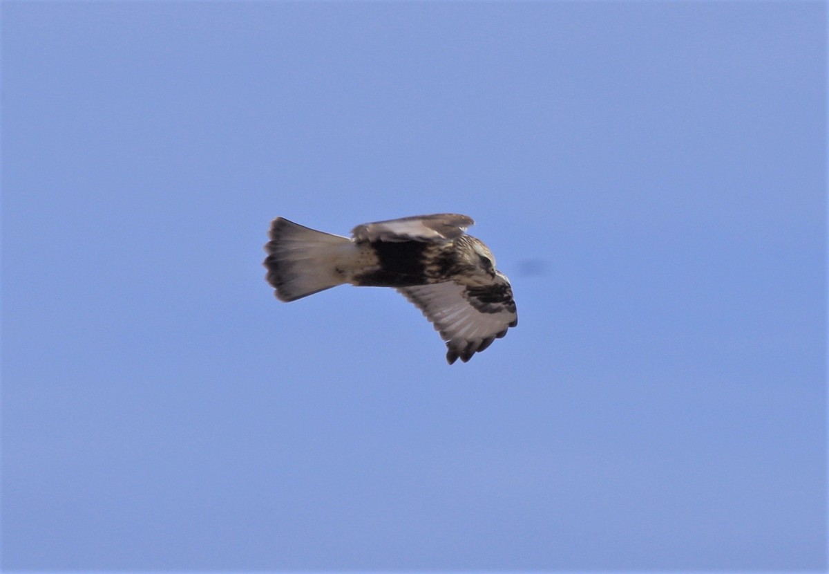 Rough-legged Hawk - Jeff Ogden