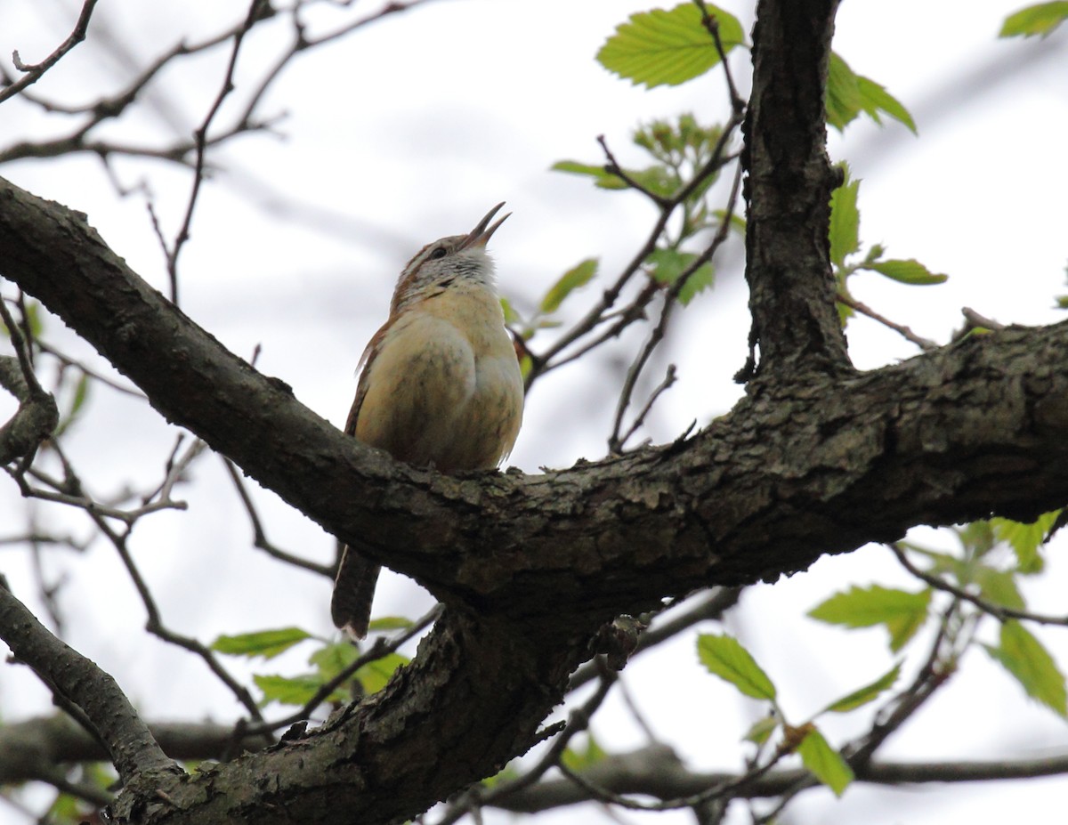 Carolina Wren - ML232109681