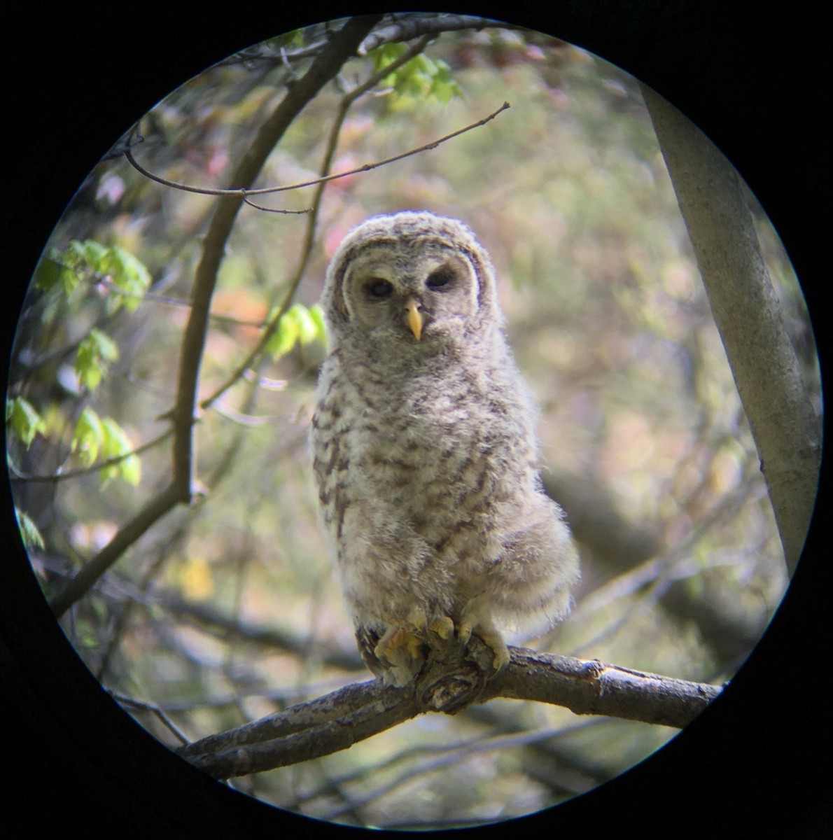 Barred Owl - ML232113341