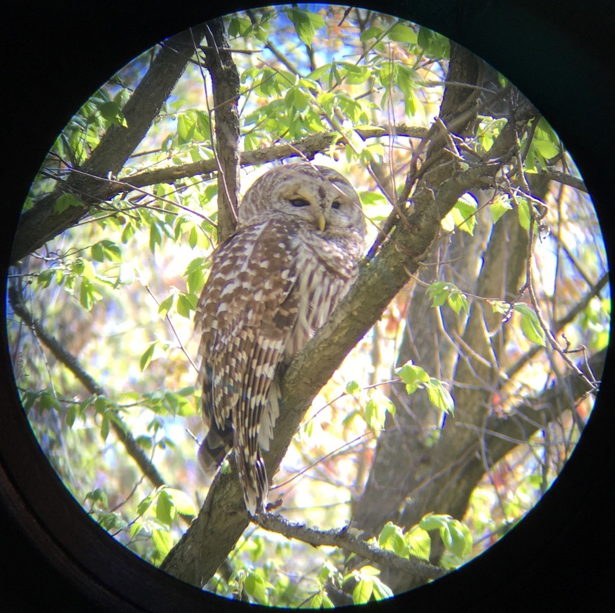 Barred Owl - ML232113361
