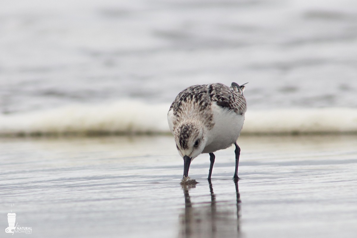 Sanderling - ML232114481