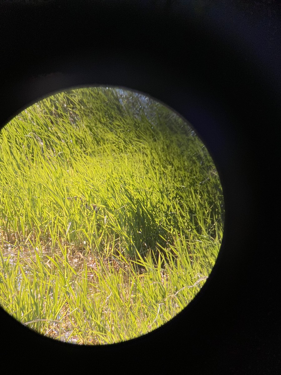 American Bittern - ML232115101