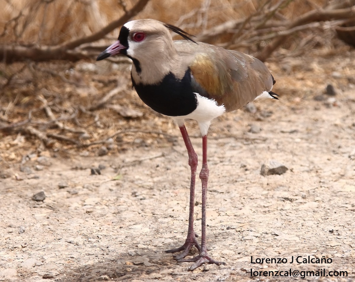 Southern Lapwing - ML232115411