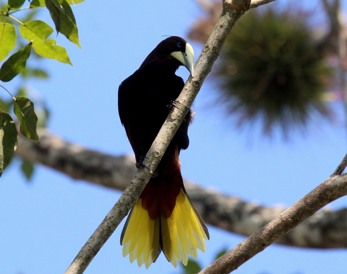 kastanjeoropendola - ML232115541