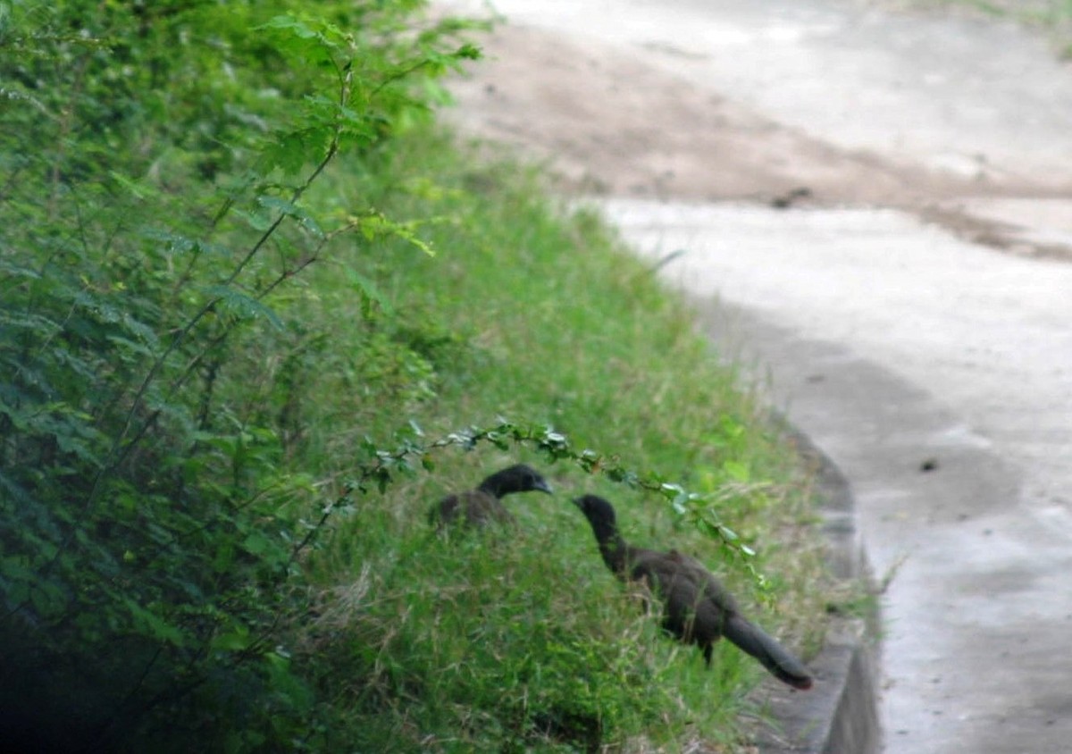 Rufous-vented Chachalaca - ML232115771