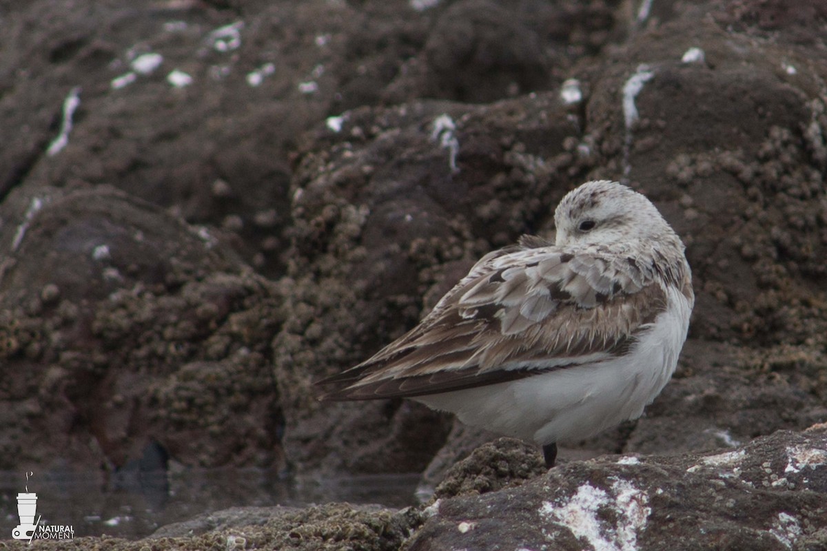 Sanderling - ML232116221