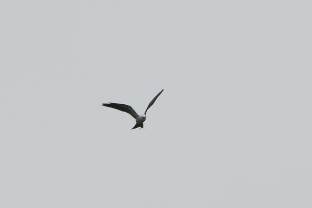 Mississippi Kite - Mark Danforth