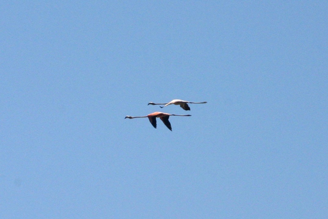 American Flamingo - ML232117901