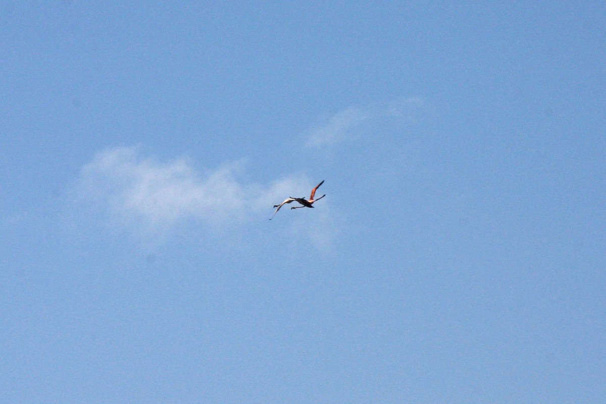 American Flamingo - ML232118021