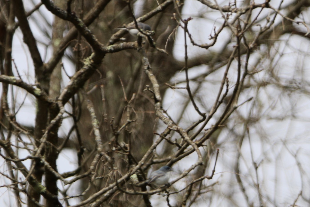 Blue-gray Gnatcatcher - Sandy C