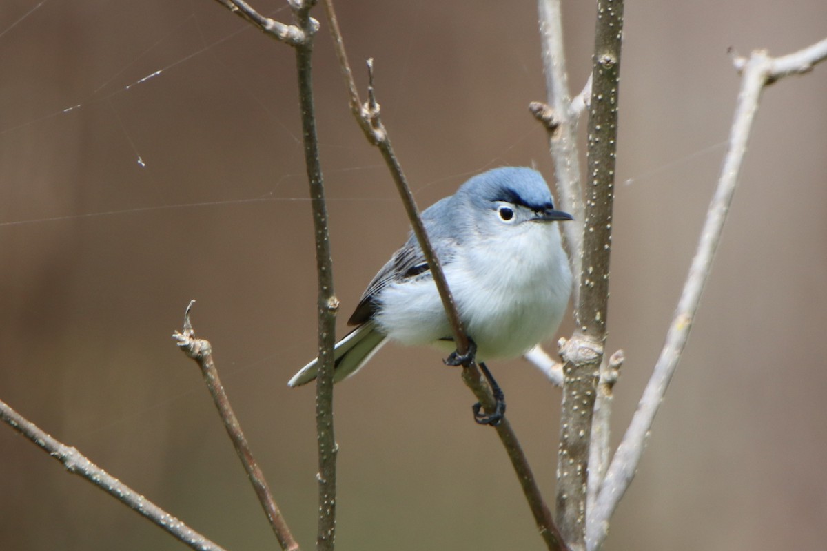 Blue-gray Gnatcatcher - ML232118571