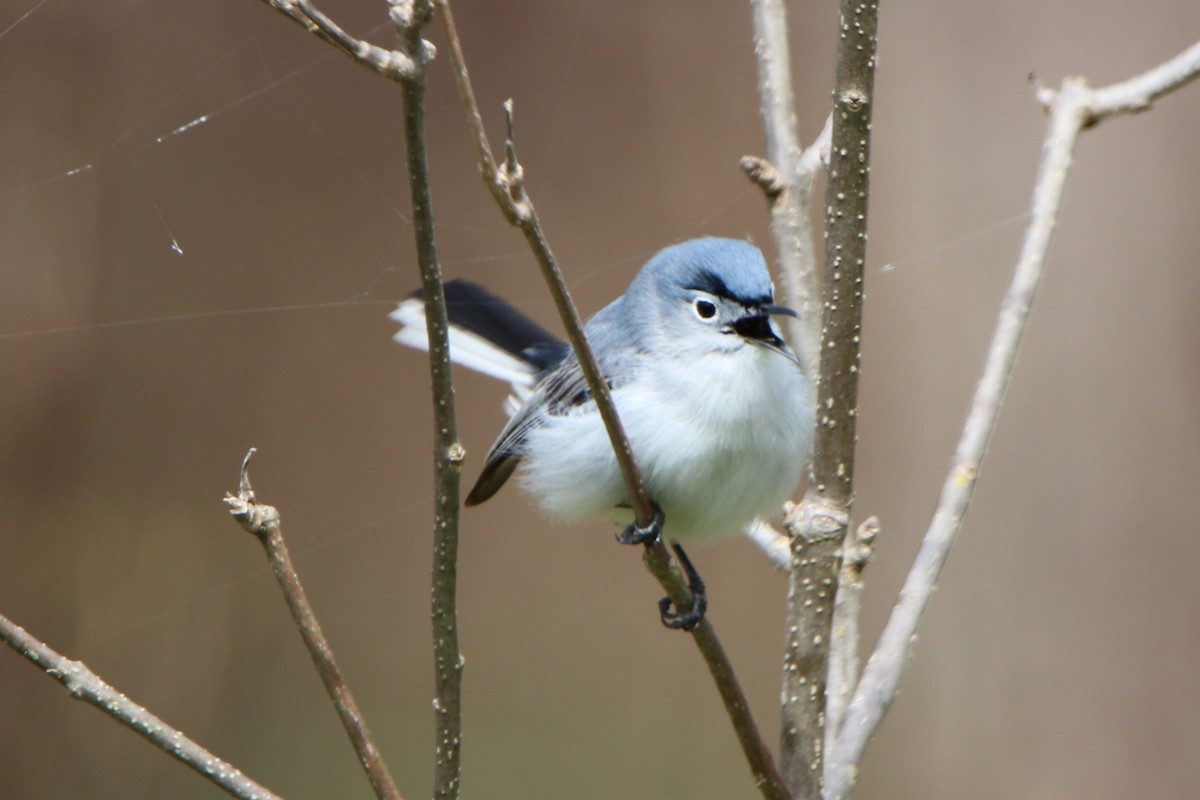 Blue-gray Gnatcatcher - ML232118671