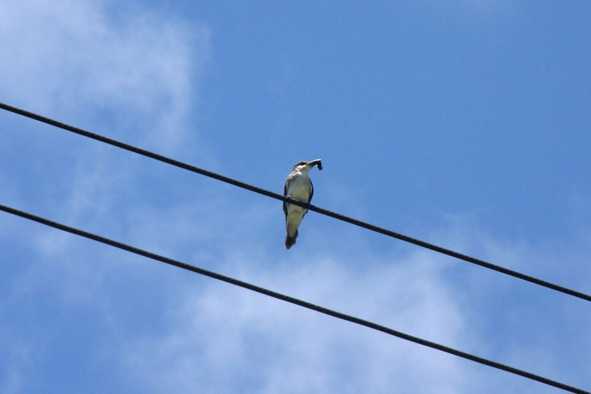 Gray Kingbird - ML232118691