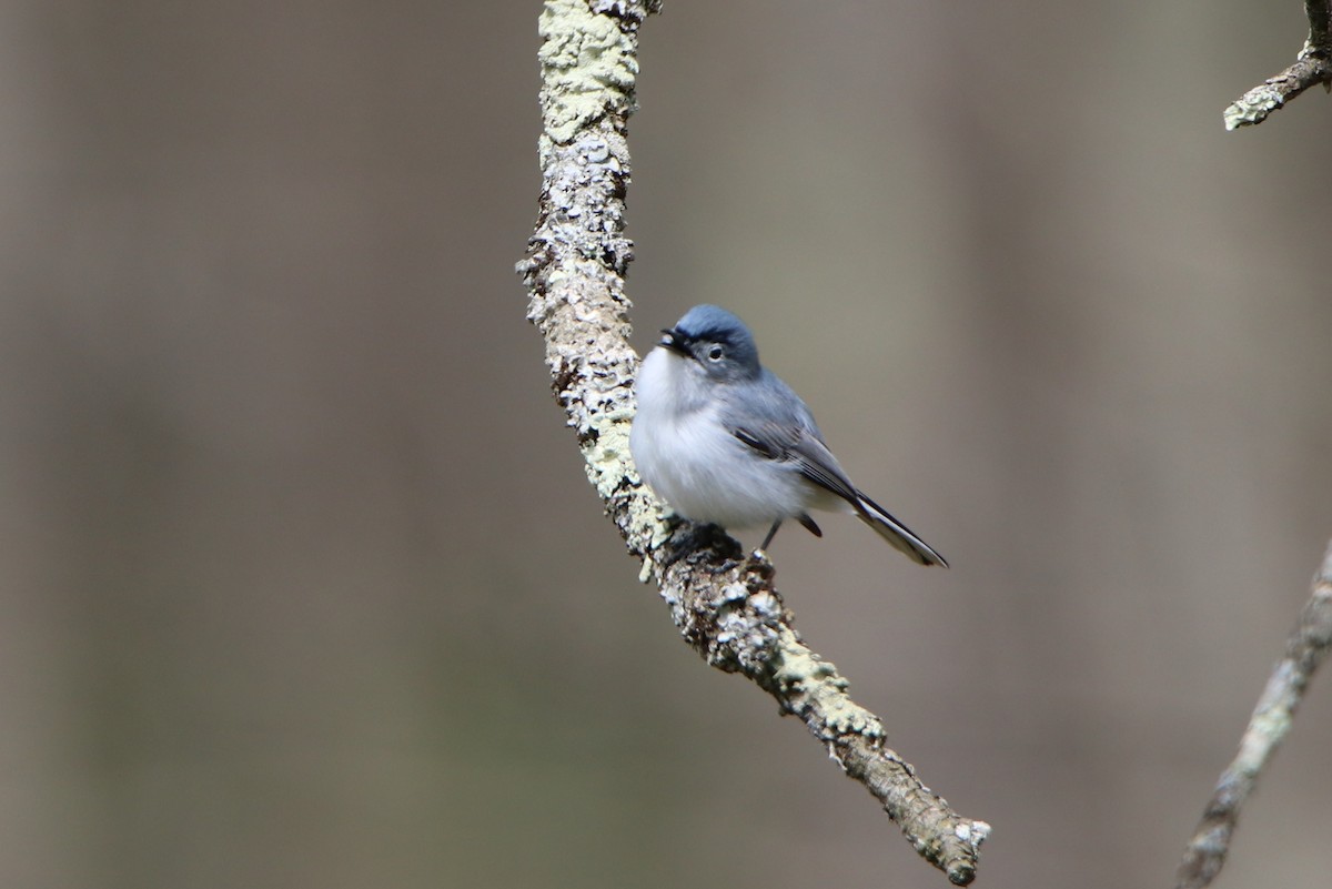 Blue-gray Gnatcatcher - ML232118881