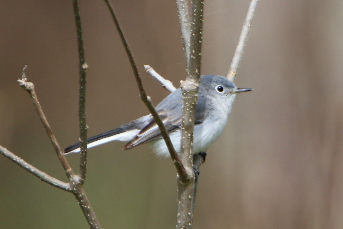 Blue-gray Gnatcatcher - ML232118961