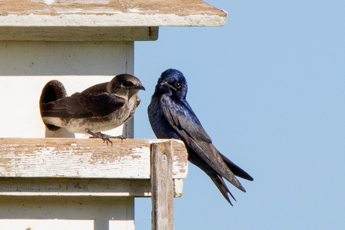 Purple Martin - Sandy & Bob Sipe