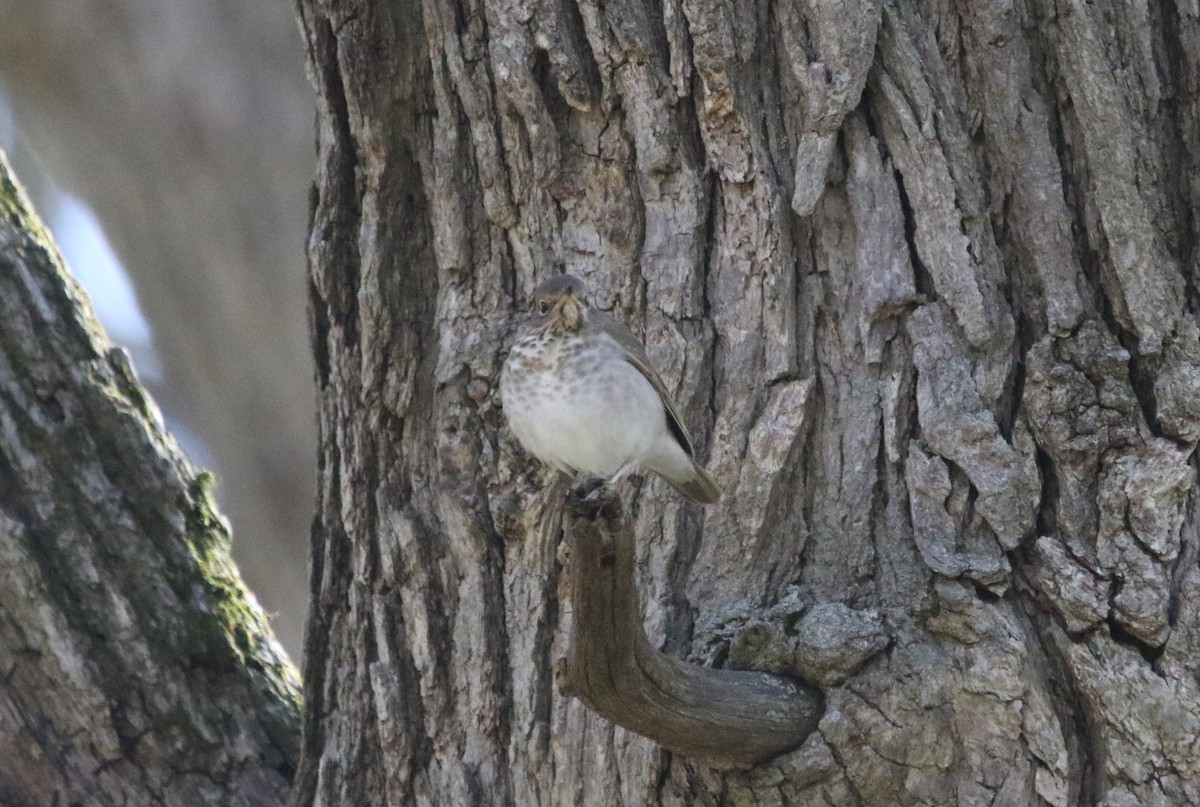 Swainson's Thrush - John Finley