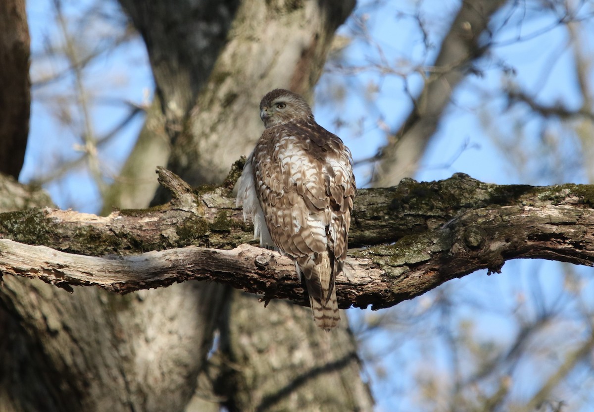 Red-tailed Hawk - ML232122871