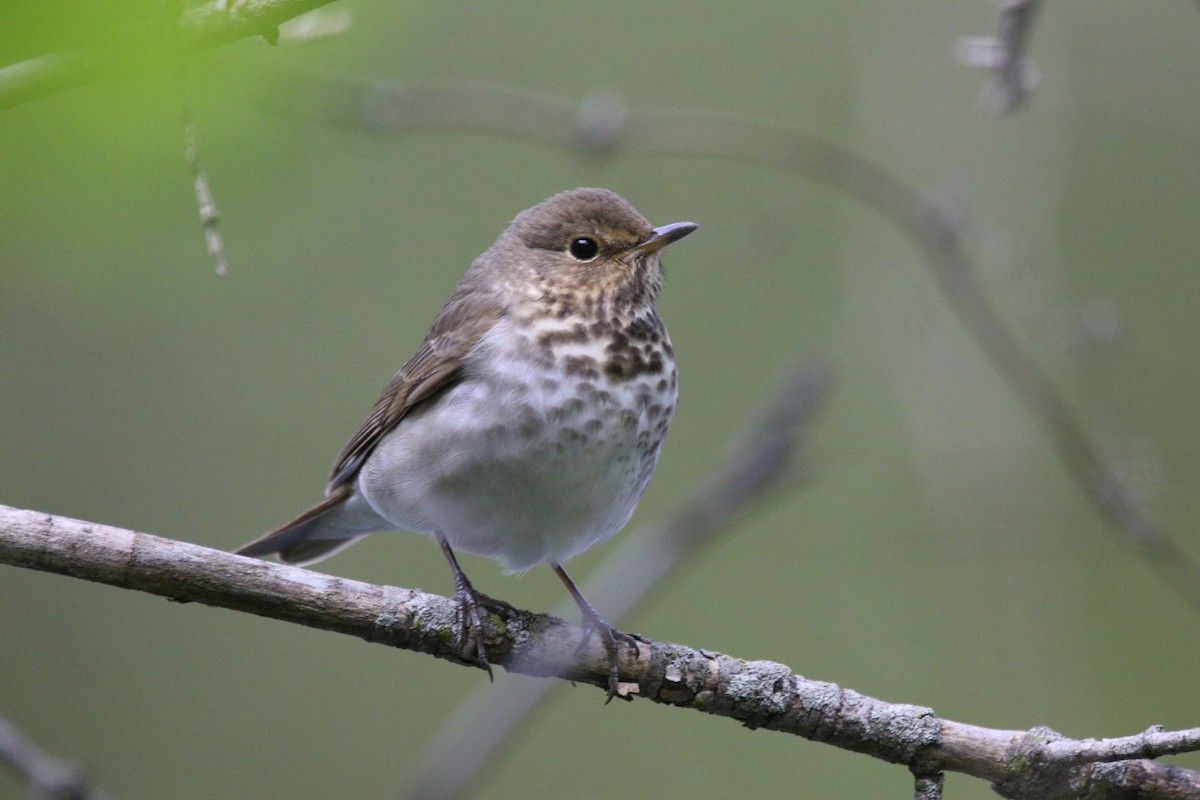 Swainson's Thrush - ML232123691