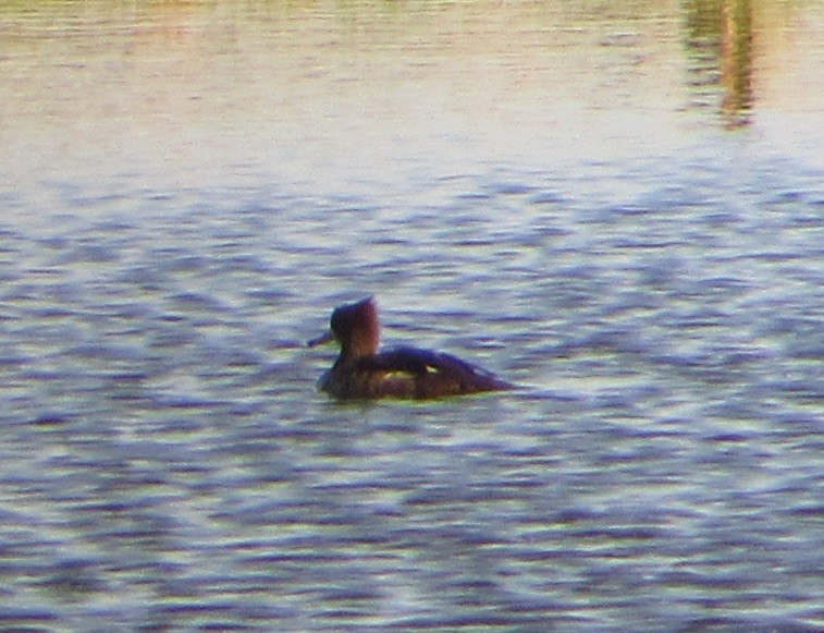 Hooded Merganser - ML232123701