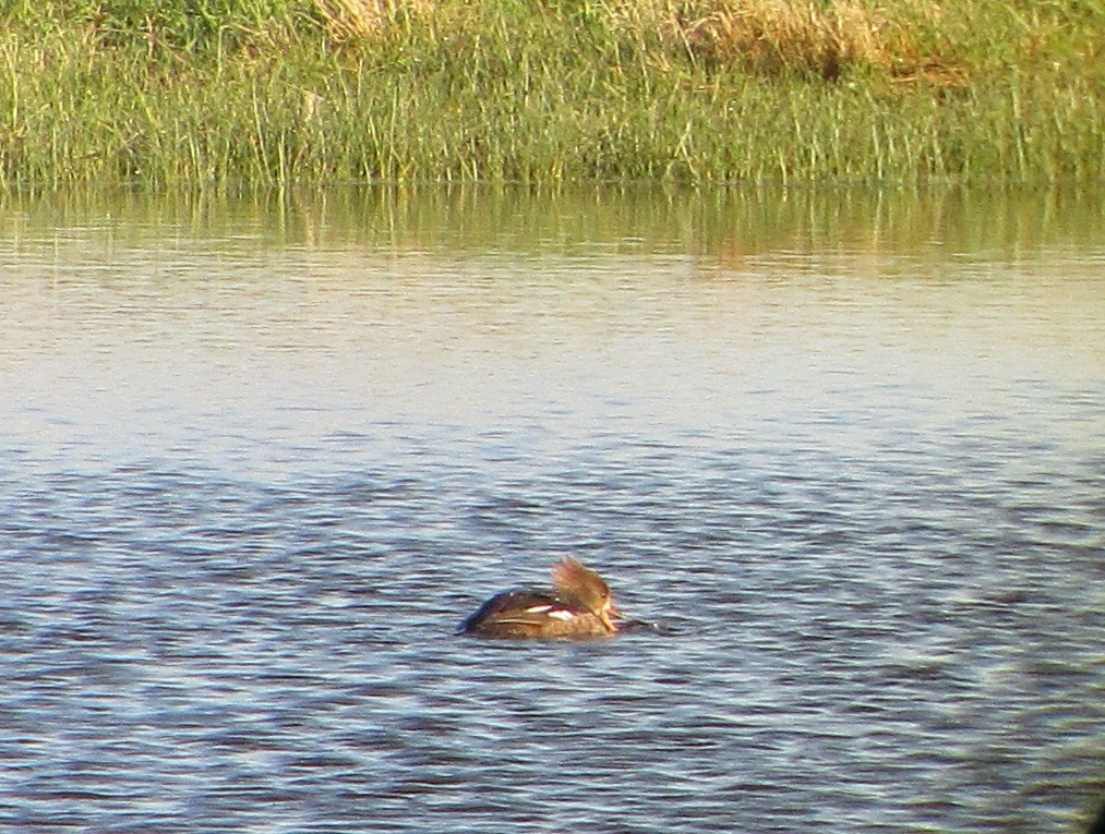 Hooded Merganser - ML232123711