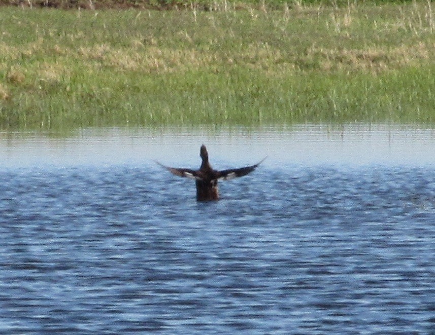 Hooded Merganser - ML232123721