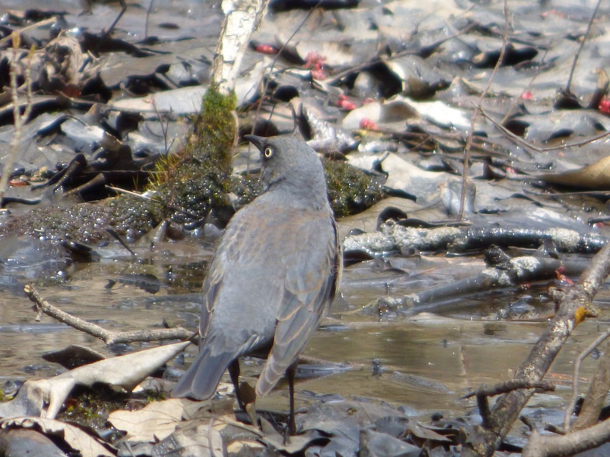 Rusty Blackbird - ML232123851