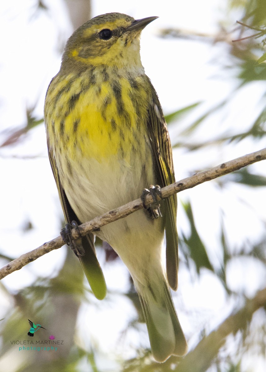 Cape May Warbler - ML232124301